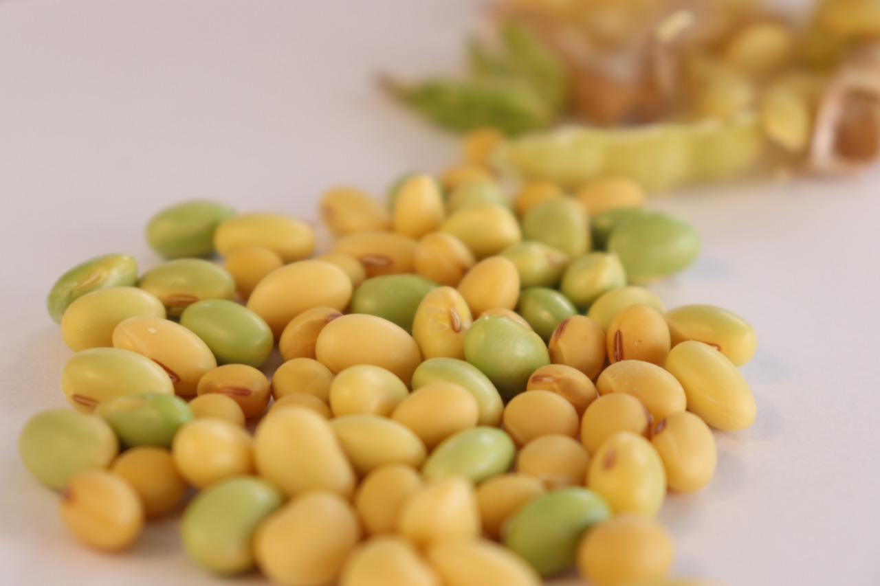 Soja identificando a maturidade fisiológica Alexandre Gazolla